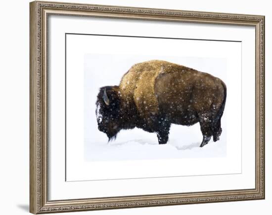 Winter Bison-Jason Savage-Framed Giclee Print