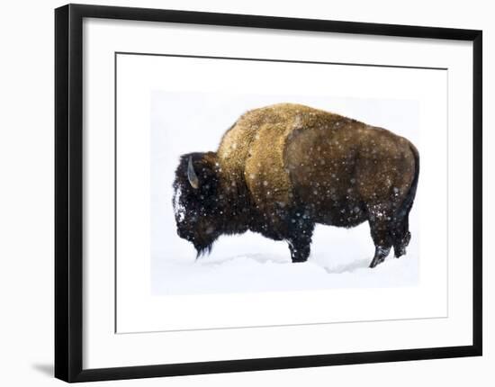 Winter Bison-Jason Savage-Framed Giclee Print