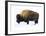 Winter Bison-Jason Savage-Framed Giclee Print