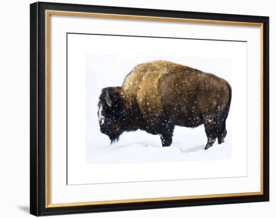 Winter Bison-Jason Savage-Framed Giclee Print