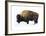 Winter Bison-Jason Savage-Framed Giclee Print