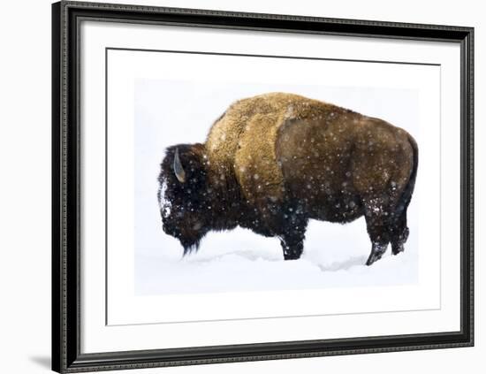 Winter Bison-Jason Savage-Framed Giclee Print