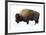 Winter Bison-Jason Savage-Framed Giclee Print