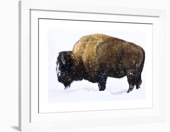 Winter Bison-Jason Savage-Framed Giclee Print