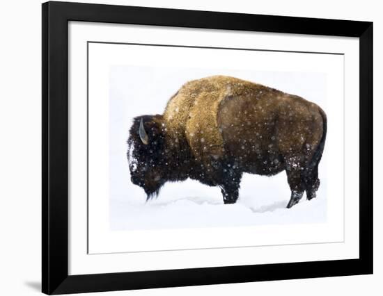 Winter Bison-Jason Savage-Framed Giclee Print