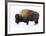 Winter Bison-Jason Savage-Framed Giclee Print