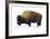 Winter Bison-Jason Savage-Framed Giclee Print