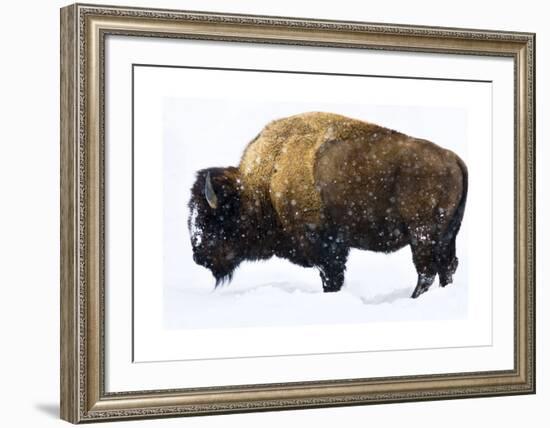 Winter Bison-Jason Savage-Framed Giclee Print