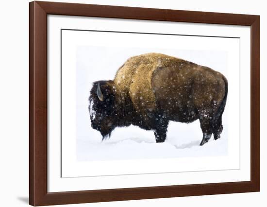 Winter Bison-Jason Savage-Framed Giclee Print