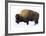 Winter Bison-Jason Savage-Framed Giclee Print