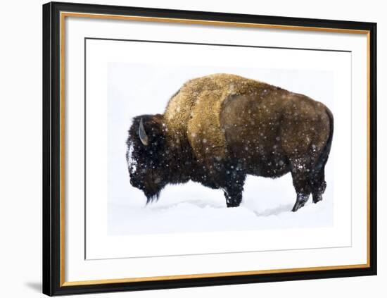 Winter Bison-Jason Savage-Framed Giclee Print