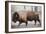 Winter Bison-Kimberly Allen-Framed Premium Giclee Print