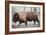 Winter Bison-Kimberly Allen-Framed Premium Giclee Print