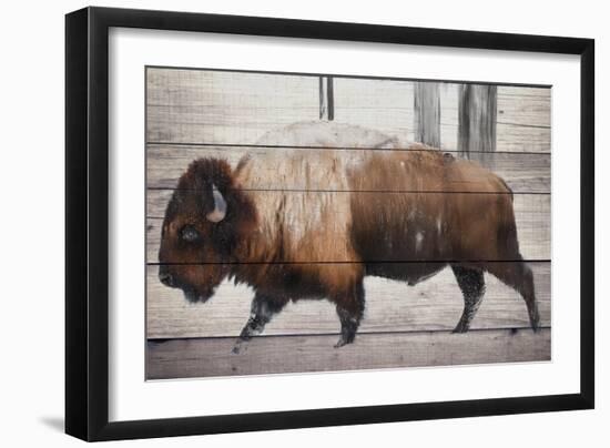 Winter Bison-Kimberly Allen-Framed Premium Giclee Print