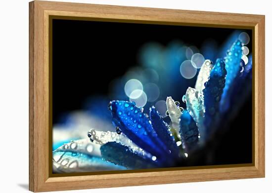 Winter Blues-Ursula Abresch-Framed Premier Image Canvas