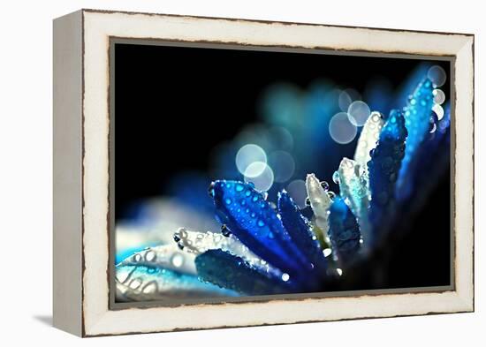 Winter Blues-Ursula Abresch-Framed Premier Image Canvas