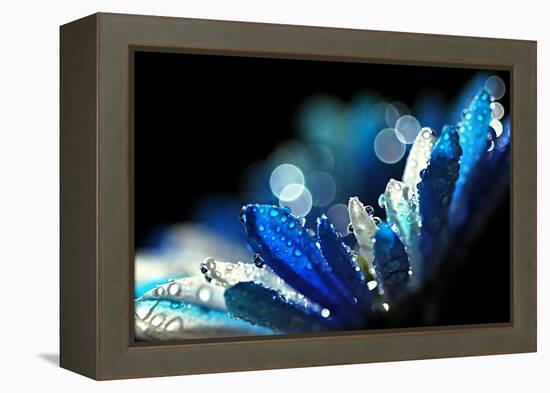 Winter Blues-Ursula Abresch-Framed Premier Image Canvas