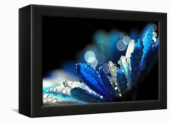 Winter Blues-Ursula Abresch-Framed Premier Image Canvas