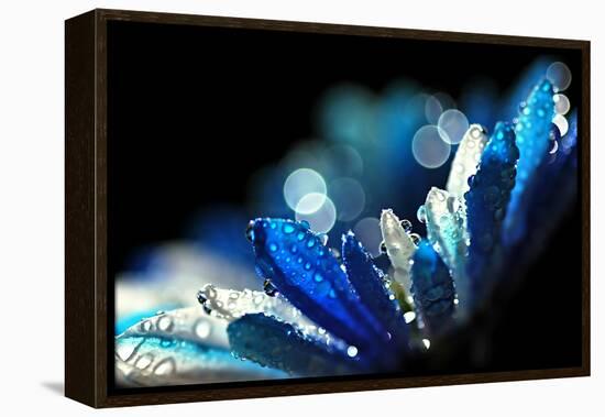 Winter Blues-Ursula Abresch-Framed Premier Image Canvas