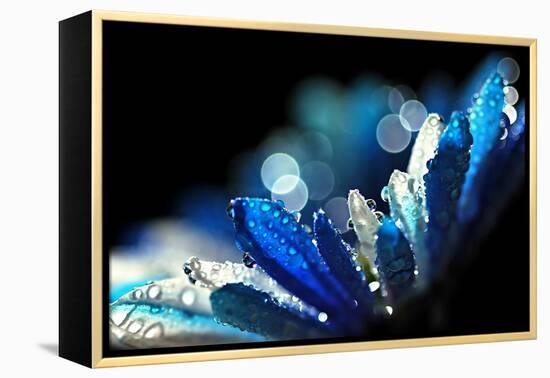 Winter Blues-Ursula Abresch-Framed Premier Image Canvas