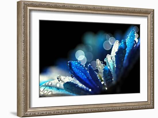 Winter Blues-Ursula Abresch-Framed Photographic Print