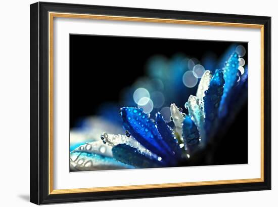 Winter Blues-Ursula Abresch-Framed Photographic Print