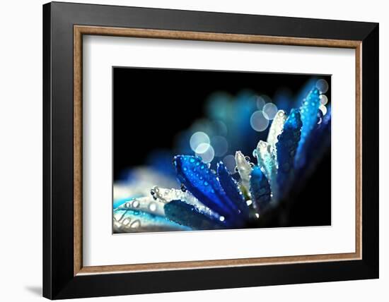 Winter Blues-Ursula Abresch-Framed Photographic Print