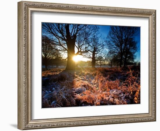 Winter Bracken in Richmond Park-Alex Saberi-Framed Photographic Print