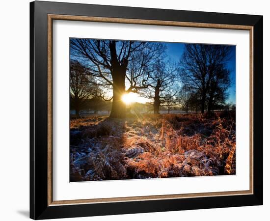 Winter Bracken in Richmond Park-Alex Saberi-Framed Photographic Print