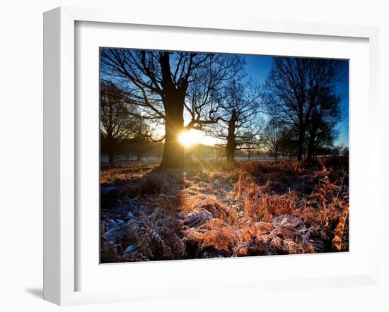 Winter Bracken in Richmond Park-Alex Saberi-Framed Photographic Print