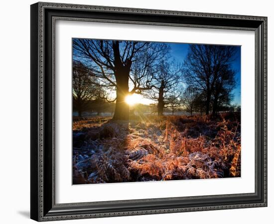 Winter Bracken in Richmond Park-Alex Saberi-Framed Photographic Print