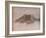 'Winter', c1870, (1918)-Anton Mauve-Framed Giclee Print