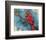 Winter Cardinal-null-Framed Art Print