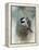 Winter Chickadee-Jai Johnson-Framed Premier Image Canvas