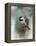 Winter Chickadee-Jai Johnson-Framed Premier Image Canvas