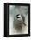 Winter Chickadee-Jai Johnson-Framed Premier Image Canvas