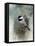 Winter Chickadee-Jai Johnson-Framed Premier Image Canvas