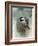 Winter Chickadee-Jai Johnson-Framed Giclee Print