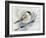 Winter Chickadee-Katrina Pete-Framed Art Print