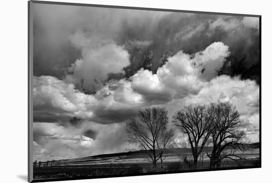 Winter cottonwoods reach for the sky along 395 in the Antelope Valley.-Betty Sederquist-Mounted Photographic Print