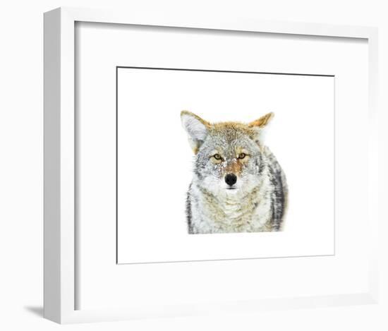 Winter Coyote-Jason Savage-Framed Art Print