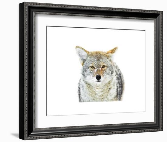 Winter Coyote-Jason Savage-Framed Art Print