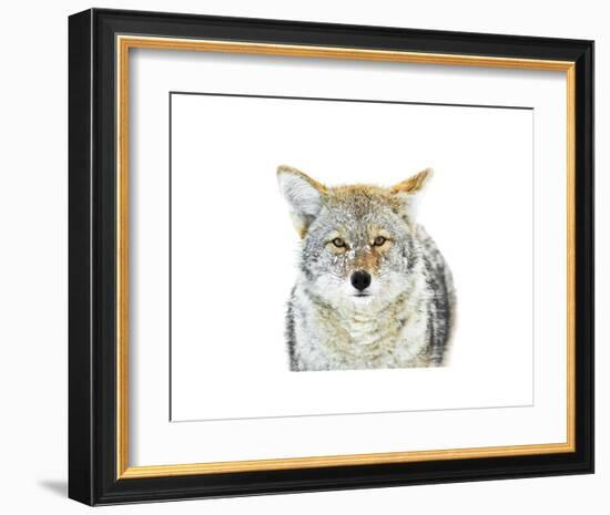 Winter Coyote-Jason Savage-Framed Art Print