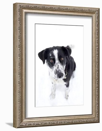 Winter, Dog, Pet, Snow-Nora Frei-Framed Photographic Print