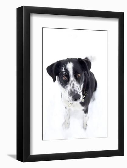Winter, Dog, Pet, Snow-Nora Frei-Framed Photographic Print