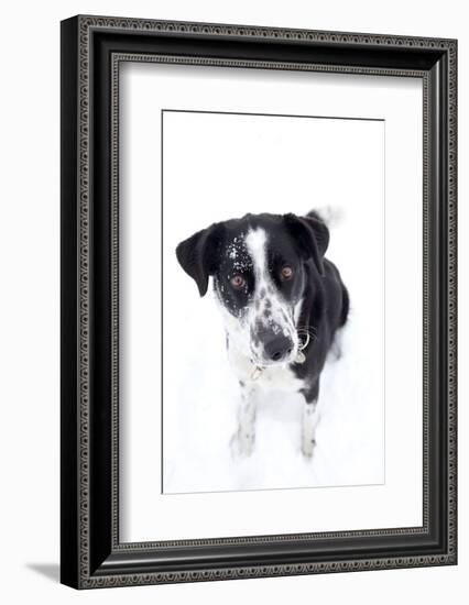 Winter, Dog, Pet, Snow-Nora Frei-Framed Photographic Print