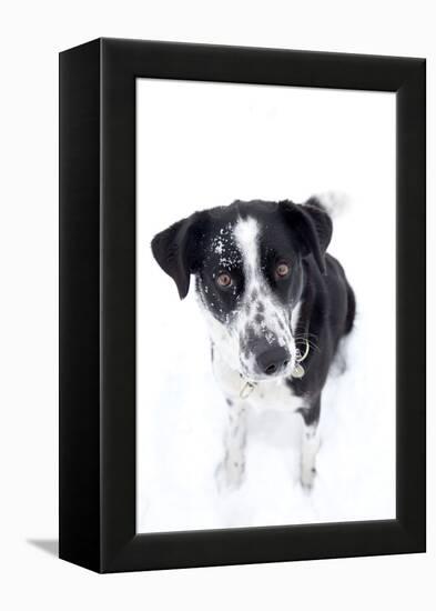 Winter, Dog, Pet, Snow-Nora Frei-Framed Premier Image Canvas