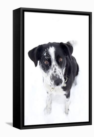 Winter, Dog, Pet, Snow-Nora Frei-Framed Premier Image Canvas