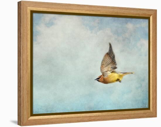 Winter Flight Cedar Waxwing-Jai Johnson-Framed Premier Image Canvas