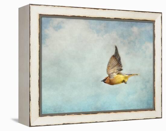 Winter Flight Cedar Waxwing-Jai Johnson-Framed Premier Image Canvas